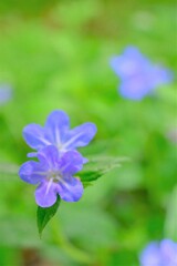 散歩の途中で。⑤