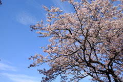 玉縄桜