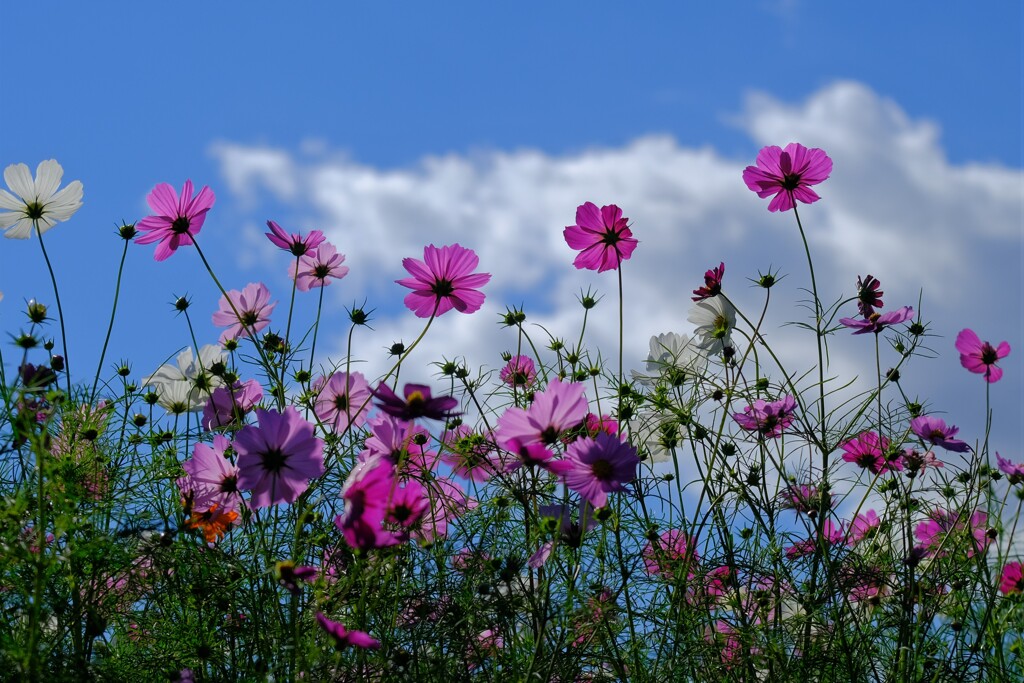 散歩の途中で。Ⅳ