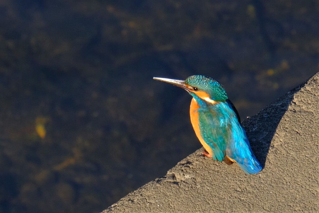 散歩の途中で、⑧