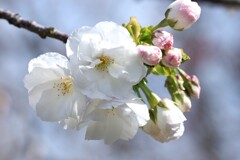 桜