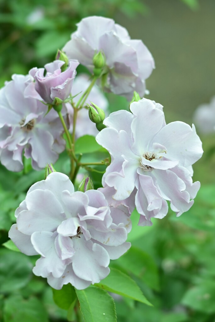 薔薇-6