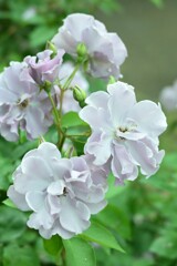 薔薇-6