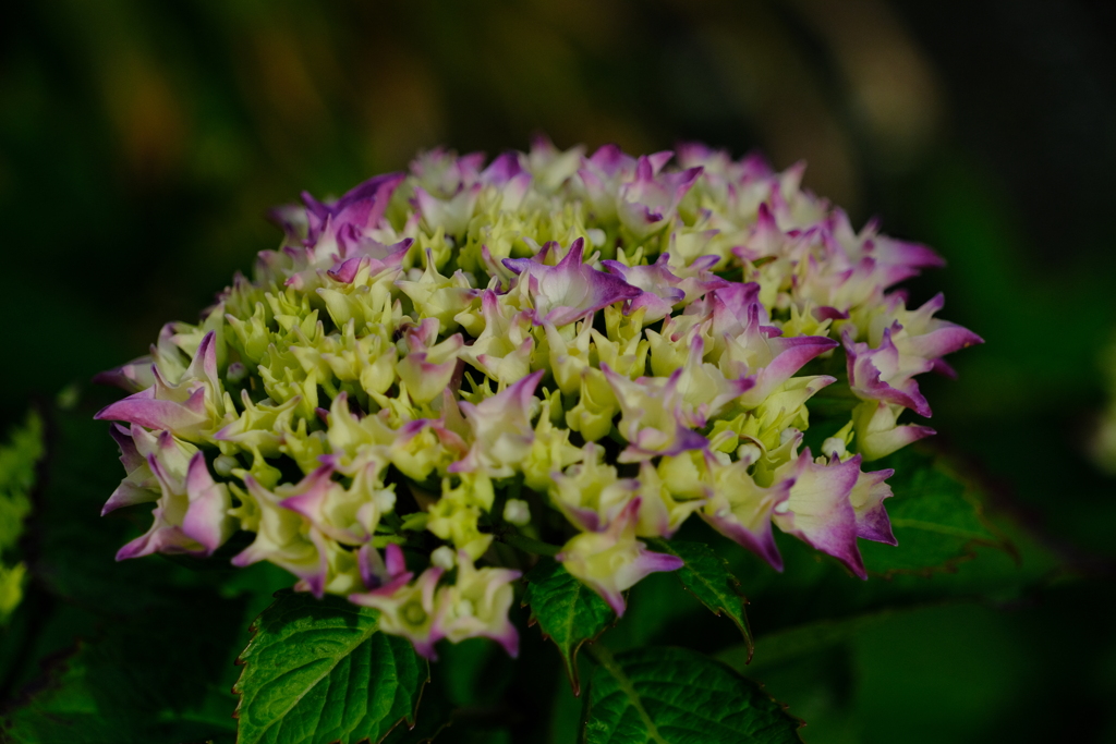 散歩の途中で。⑧