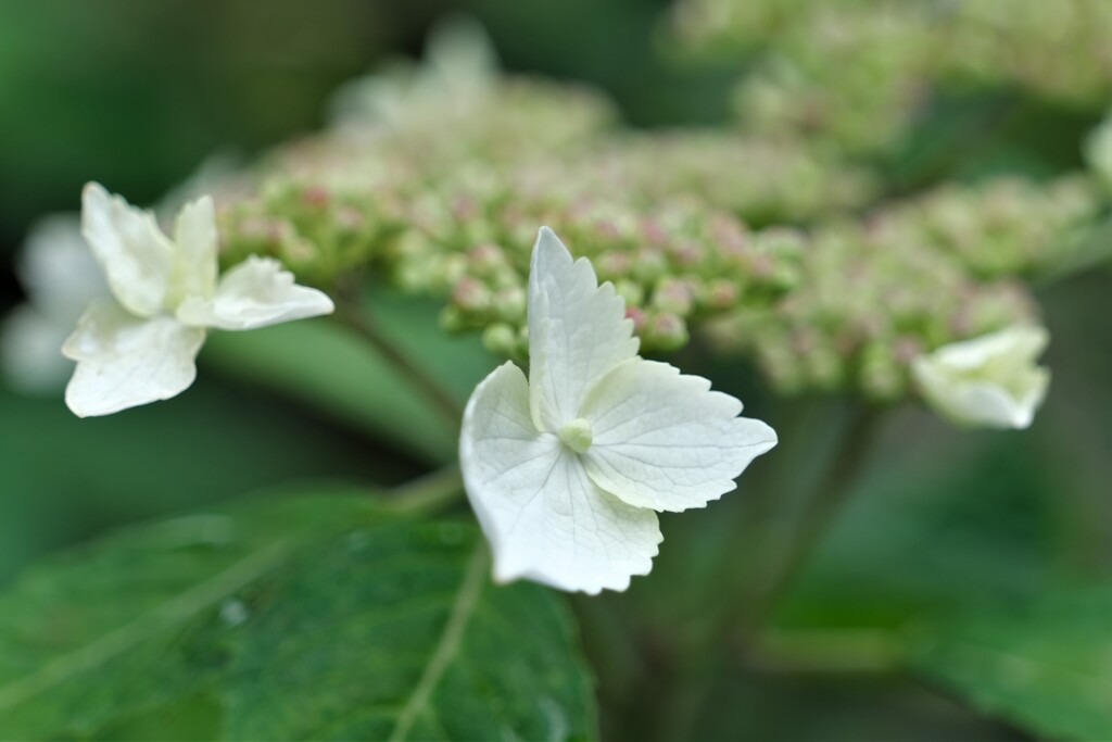 散歩の途中で。Ⅴ