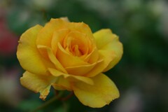 薔薇-7