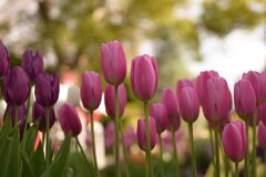 チュ－リップ-４