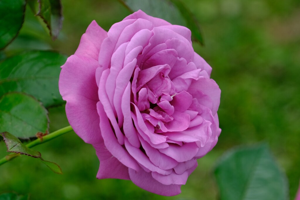 散歩の途中で。4