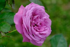 散歩の途中で。4