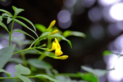 散歩の途中で、Ⅰ