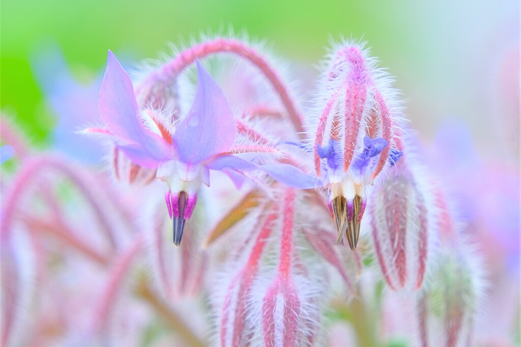 散歩の途中で。9