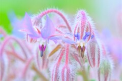 散歩の途中で。9