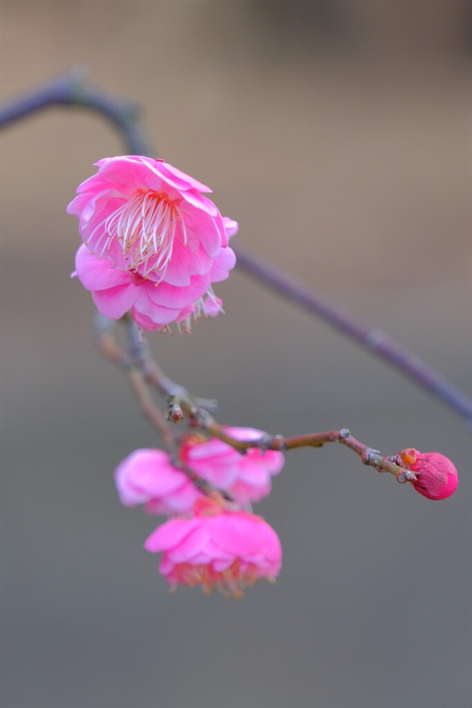散歩の途中で。④