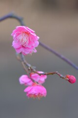 散歩の途中で。④