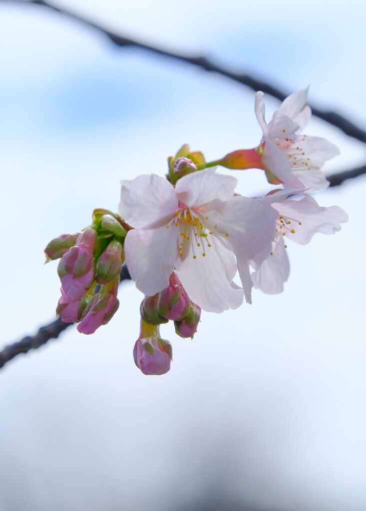 桜（３）
