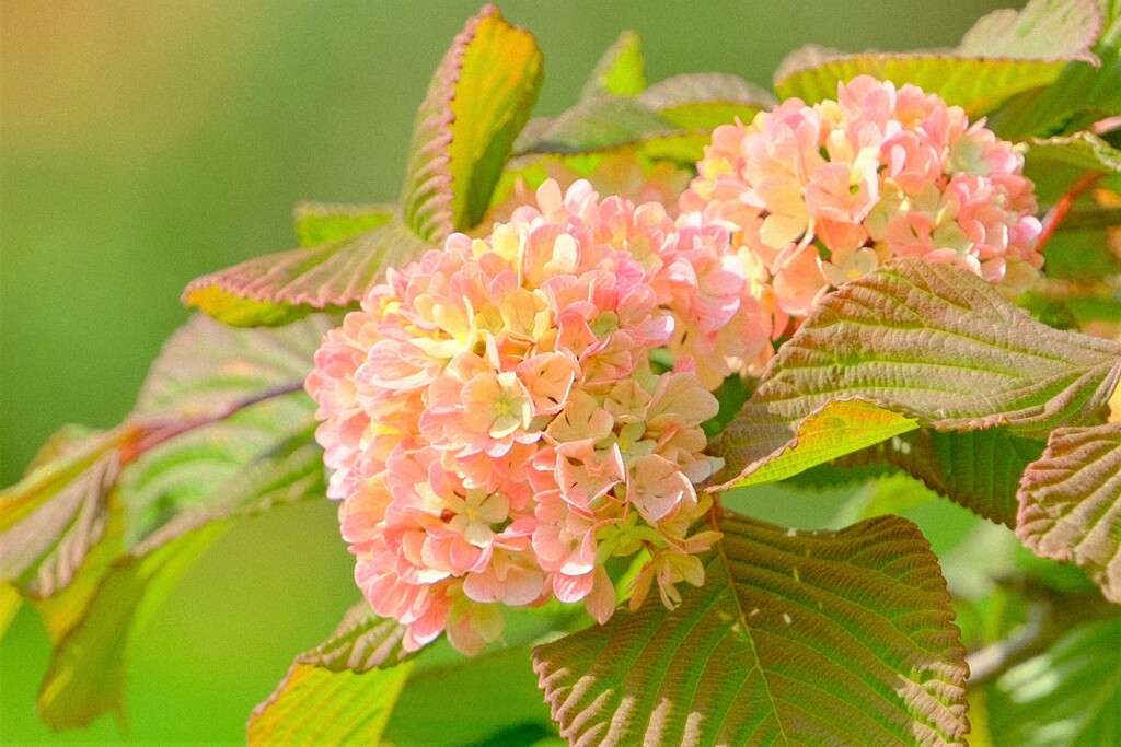 散歩の途中で。5