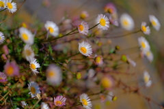 散歩の途中で。1