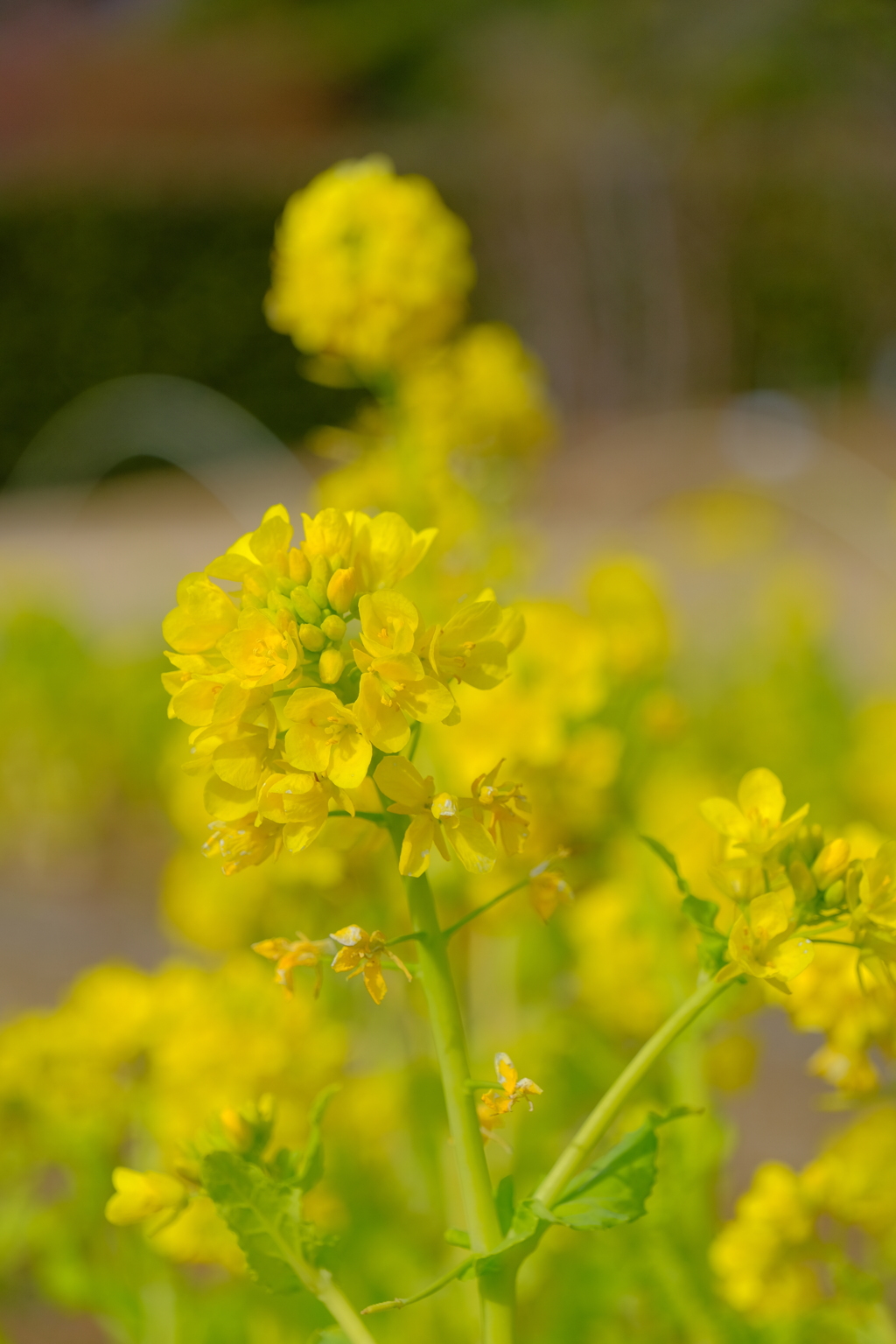 散歩の途中で。2