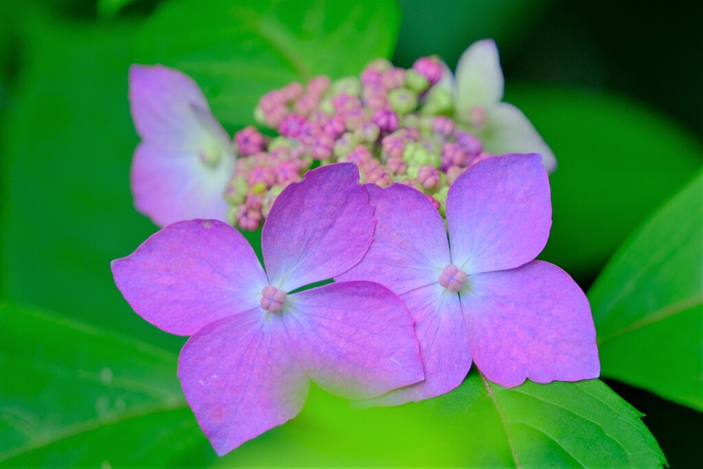 ヤマアジサイ-2