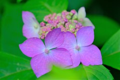 ヤマアジサイ-2