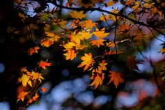 散歩の途中で。Ⅳ