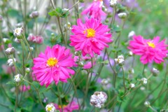 散歩の途中で。⑤