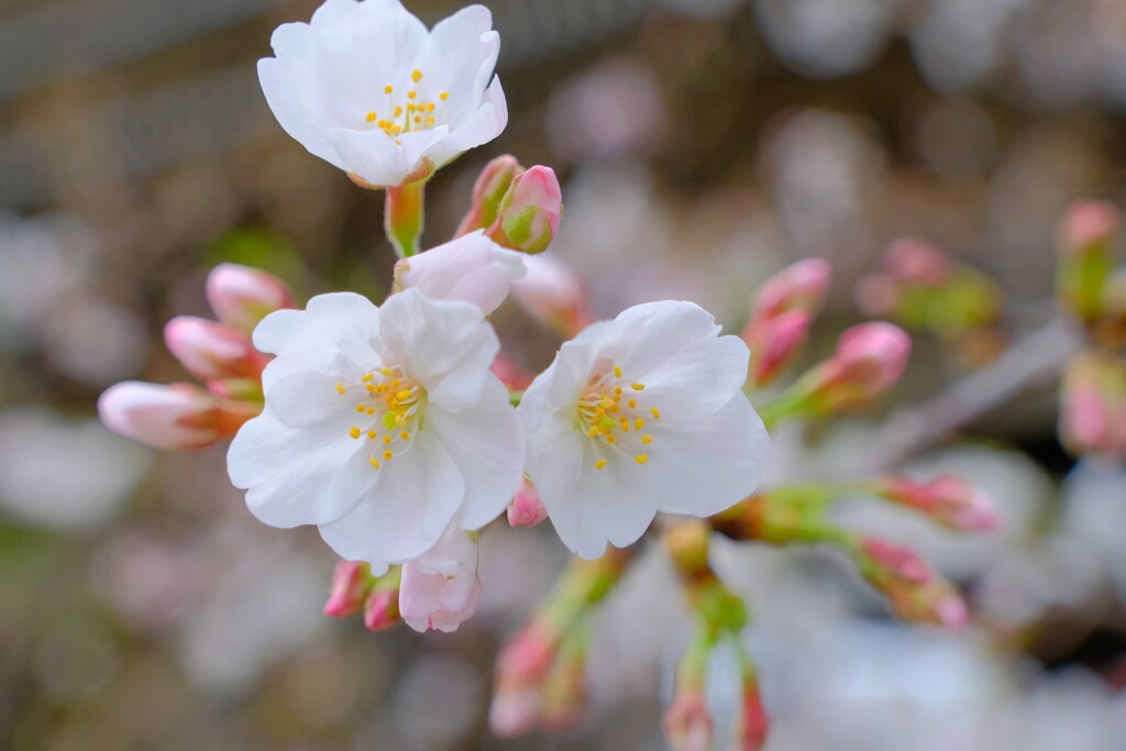 桜