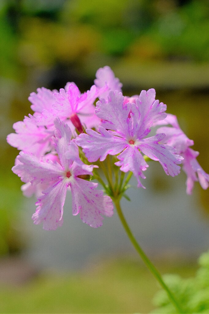 散歩の途中で。⑩