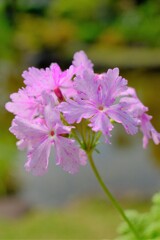 散歩の途中で。⑩