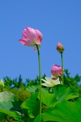 散歩の途中で。Ⅲ