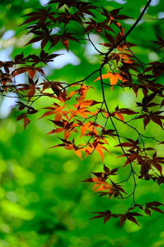 散歩の途中で。3