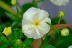 散歩の途中で。⑤