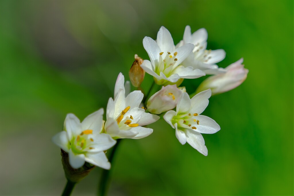 散歩の途中で。④