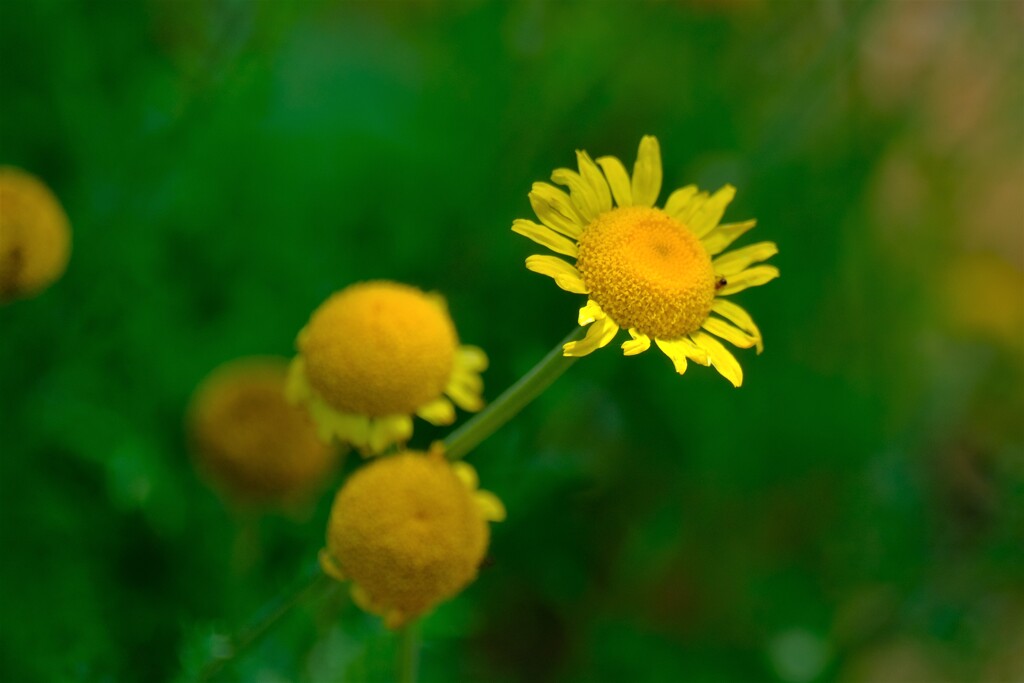 散歩の途中で。（３）