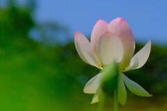 散歩の途中で。