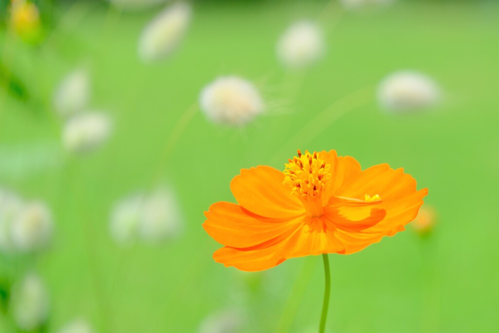 散歩の途中で。3