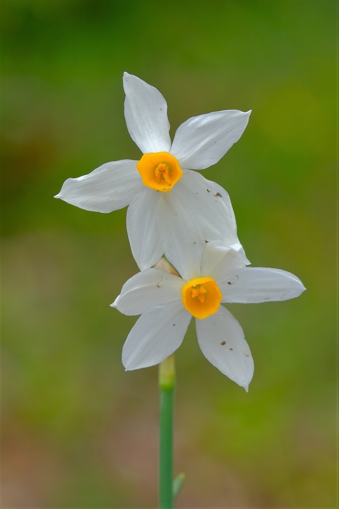散歩の途中で。⑨
