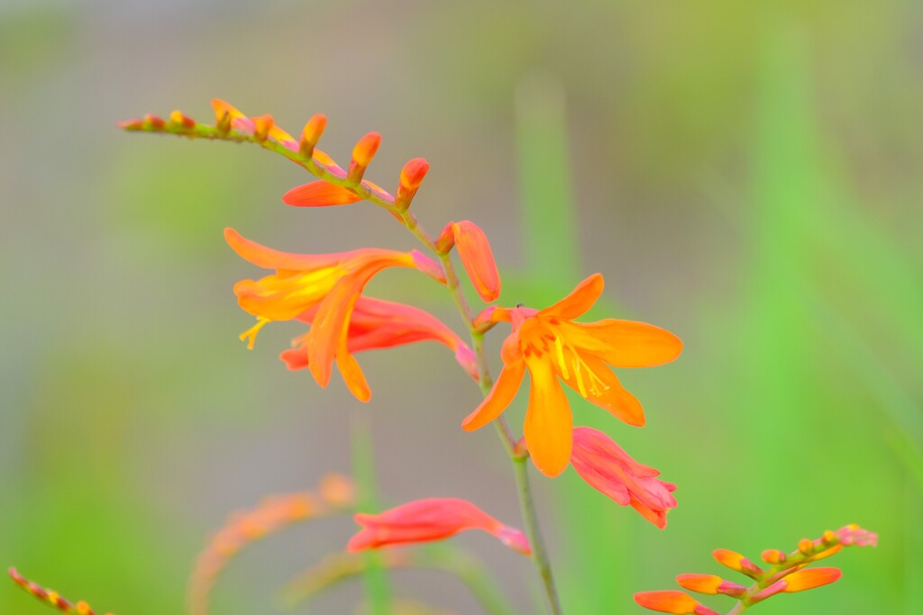 散歩の途中で。