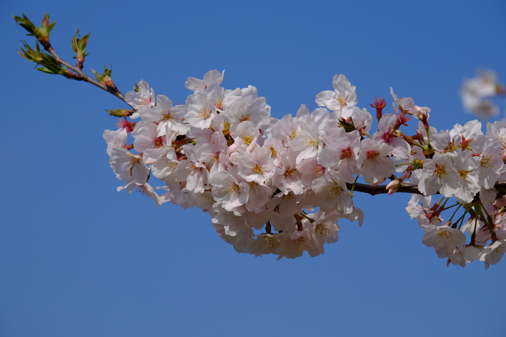 桜(藤沢引地川親水公園）３