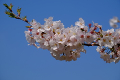 桜(藤沢引地川親水公園)3 桜(藤沢引地川親水公園)3