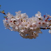 桜(藤沢引地川親水公園）３