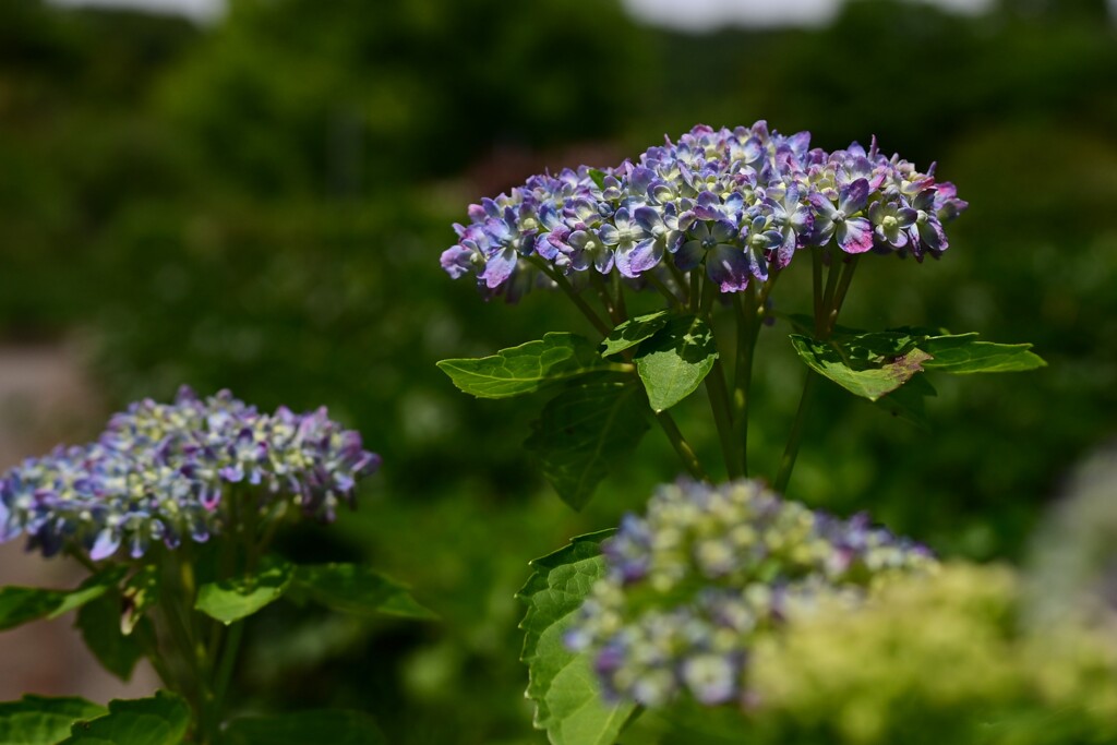 紫陽花