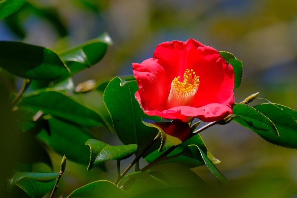 散歩の途中で、⑥