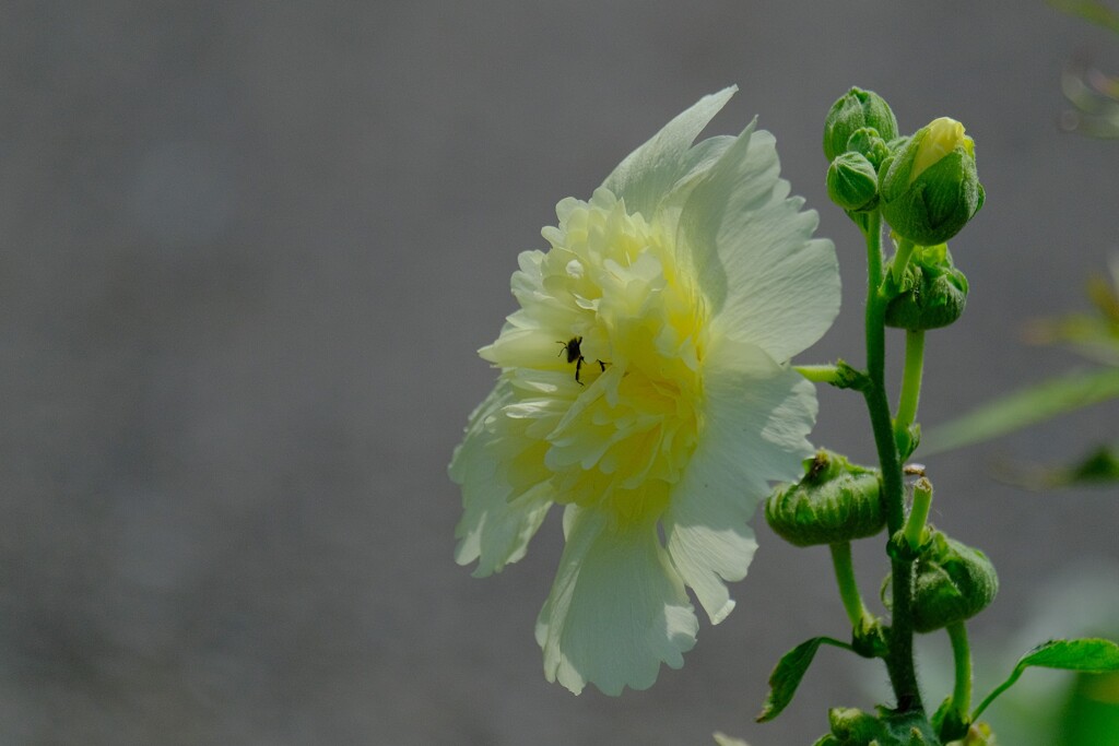 散歩の途中で。