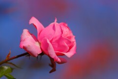 散歩の途中で。⑤