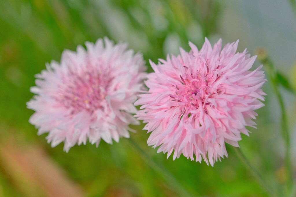 散歩の途中で。Ⅷ