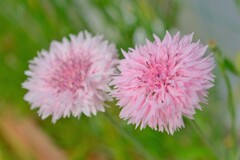 散歩の途中で。Ⅷ