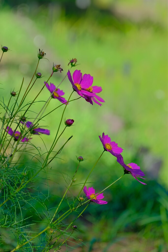 散歩の途中で。５