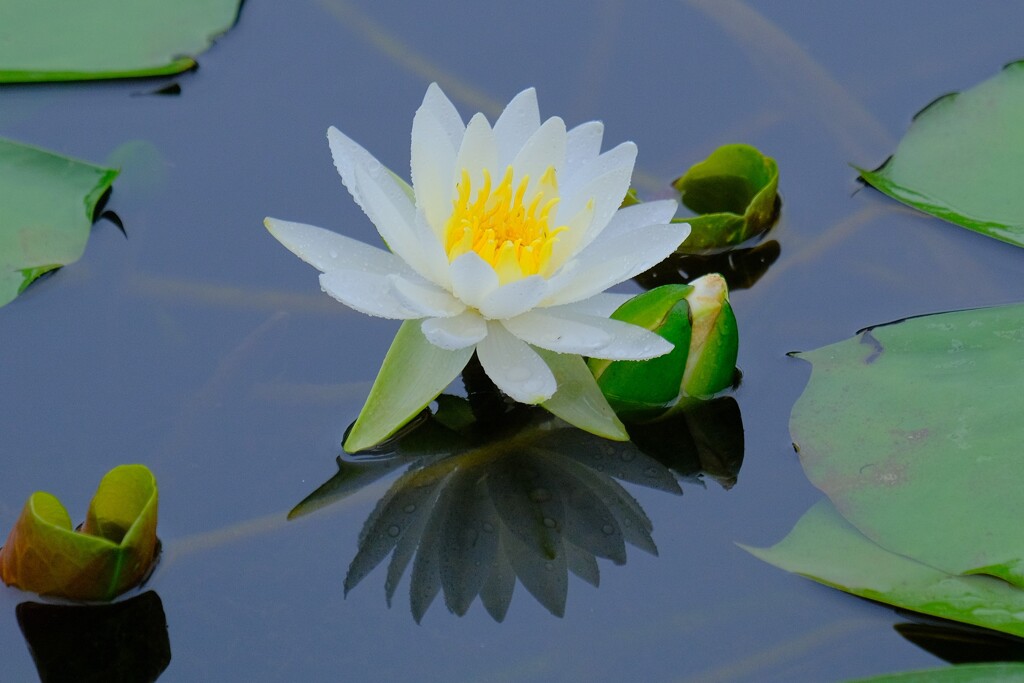 散歩の途中で。