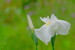 散歩の途中で。